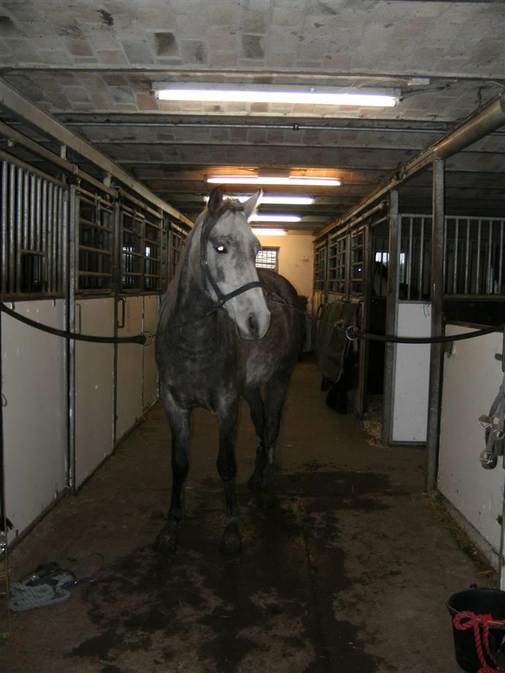 Connemara /DSP Champagne - Så skal der strigles... Foto: Miig d. 7/11 09 billede 3