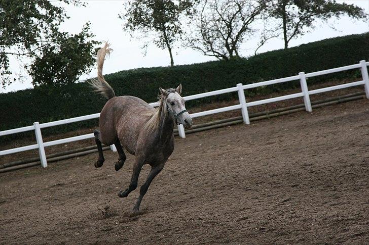 Connemara /DSP Champagne - Glo lige den hale!! Foto: Anna d. 17/10 09 billede 4