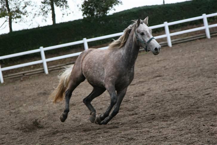 Connemara /DSP Champagne - I give you my heart, pls don’t hurt it, cos if u do, i will die<3 billede 5