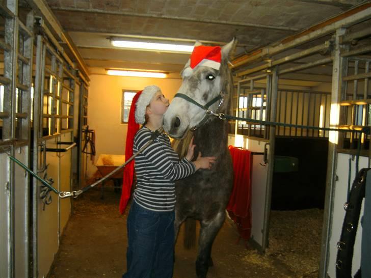 Connemara /DSP Champagne - Nu er det jul igen, nu er det jul igen... og julen varer helt til påske... Ida d. 1/12 09 billede 6