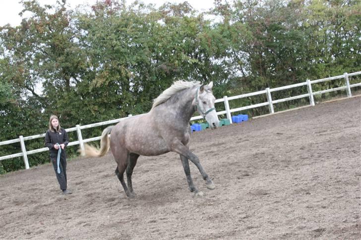 Connemara /DSP Champagne - Næ du kan tro nej... Foto: Anna d. 17/10 09 billede 7