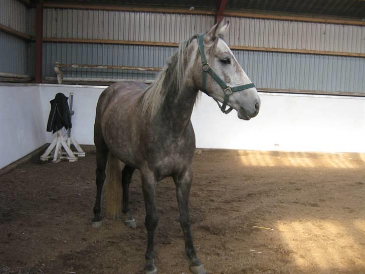 Connemara /DSP Champagne - Nej er der slet ikke andre?? Foto: miig d. 6/10 09 billede 8