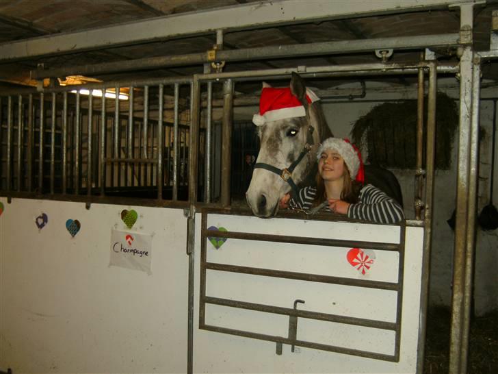 Connemara /DSP Champagne - Jule boksen, jaih... d. 1/12 09 billede 9