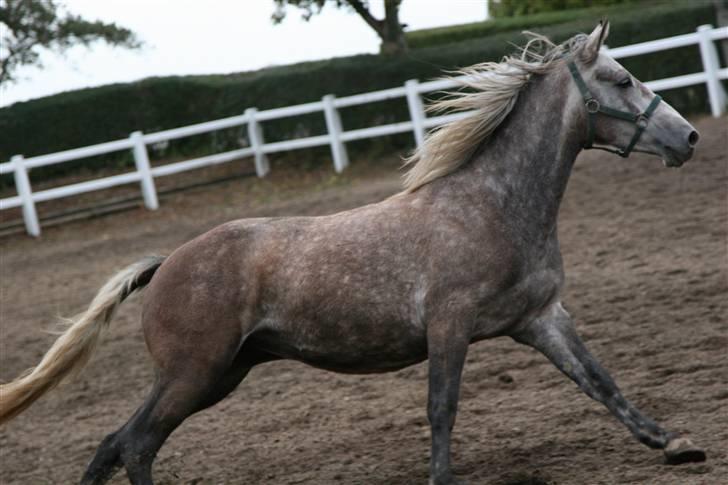 Connemara /DSP Champagne - Se lige hvor meget jeg kan strække mig... Foto: Anna d. 17/10 09 billede 10