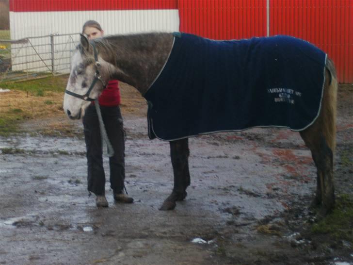 Connemara /DSP Champagne - Med sit nye dækken... foto: ida billede 11