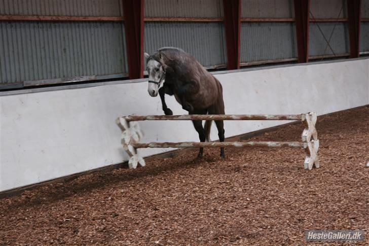 Connemara /DSP Champagne - I can’t give you the stars and the sky from one day to another, but if you give me a chance i’ll deliver you each star, one by one<3 billede 13