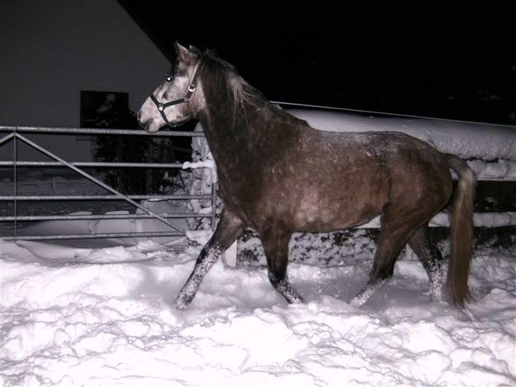 Connemara /DSP Champagne - Sne Juhuu!!! Foto: miig d. 18/12 09 billede 14