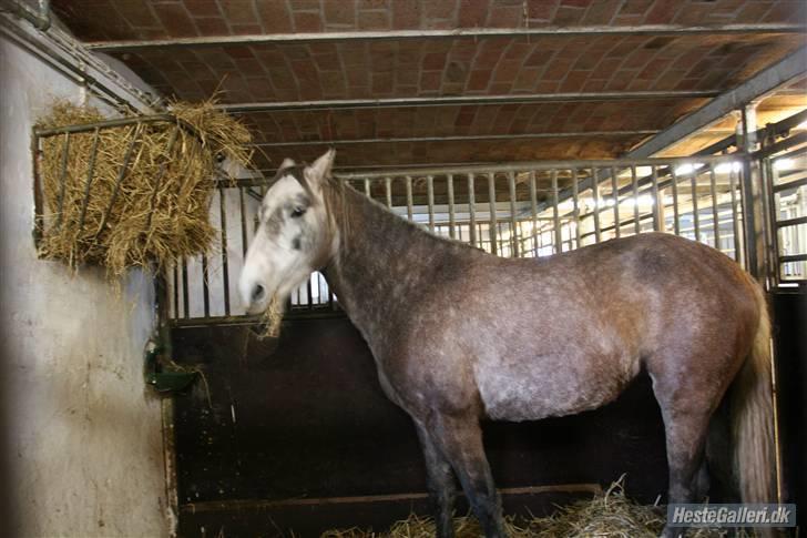 Connemara /DSP Champagne - Hygge i boksen Foto: anna d. 21/11 09 billede 15