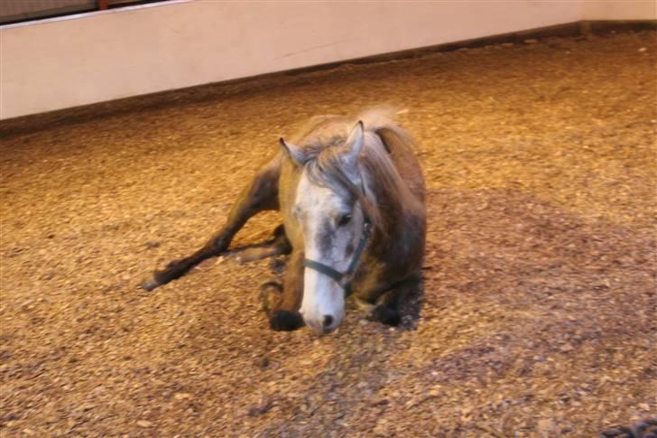 Connemara /DSP Champagne - Nurg så blev vi trætte... Foto: Anna d. 22/12 09 billede 16