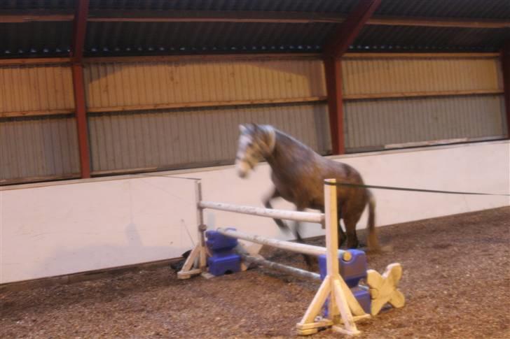 Connemara /DSP Champagne - Charmpagne, spring hendes Rekord 1m... xD Foto: Anna d. 22/12 09 billede 17