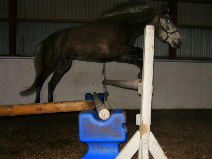 Connemara /DSP Champagne - Min lille springer 90cm Foto: Camilla d. 21/12 09  xD billede 19