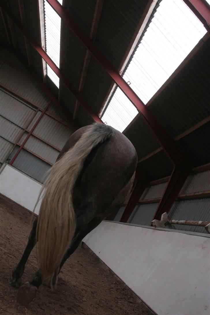 Connemara /DSP Champagne - Og det bedste til sidst, bagdelen... XD Foto: Anna d. 17/10 09 billede 20