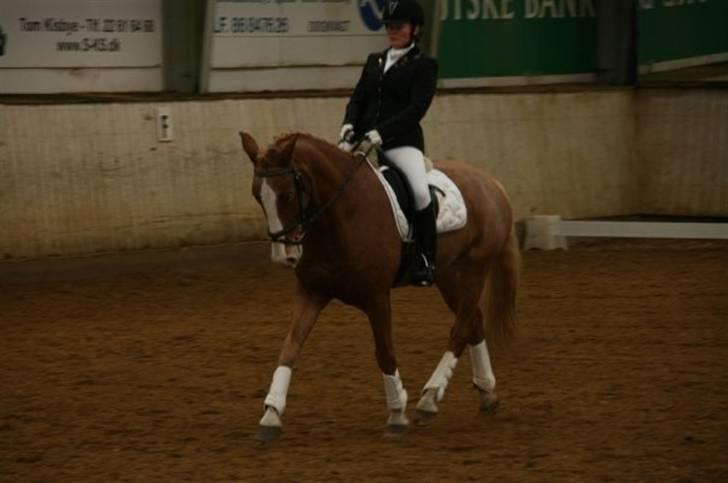 Anden særlig race Cabbano Sunlight*givet bort<3* - lc3. redet til 68,75% billede 15