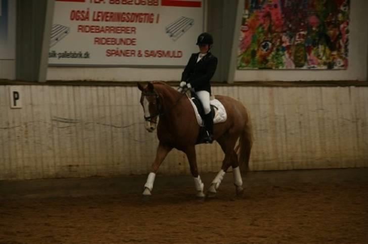 Anden særlig race Cabbano Sunlight*givet bort<3* - så fint<3 billede 16