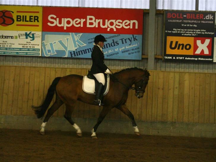 New Forest Bøgelys Rico Solgt - Dressurchampionat(; Flotte powni billede 8