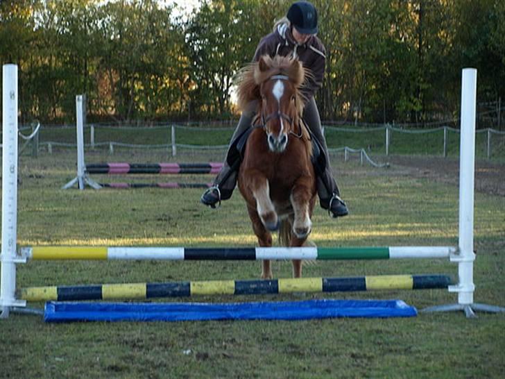 Islænder Skolli f. Ryethøj - mig og skolli, springer over vandgrav. :) billede 9