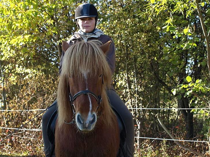 Islænder Skolli f. Ryethøj billede 10