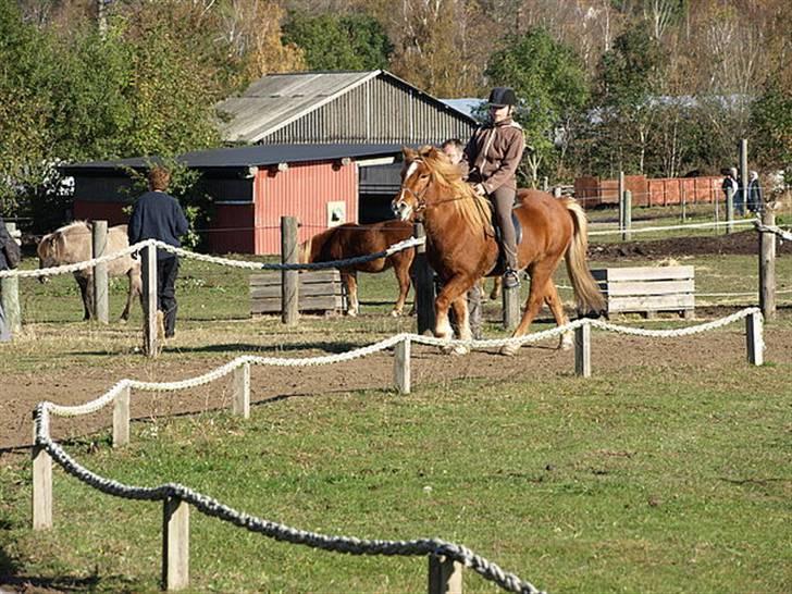 Islænder Skolli f. Ryethøj billede 11