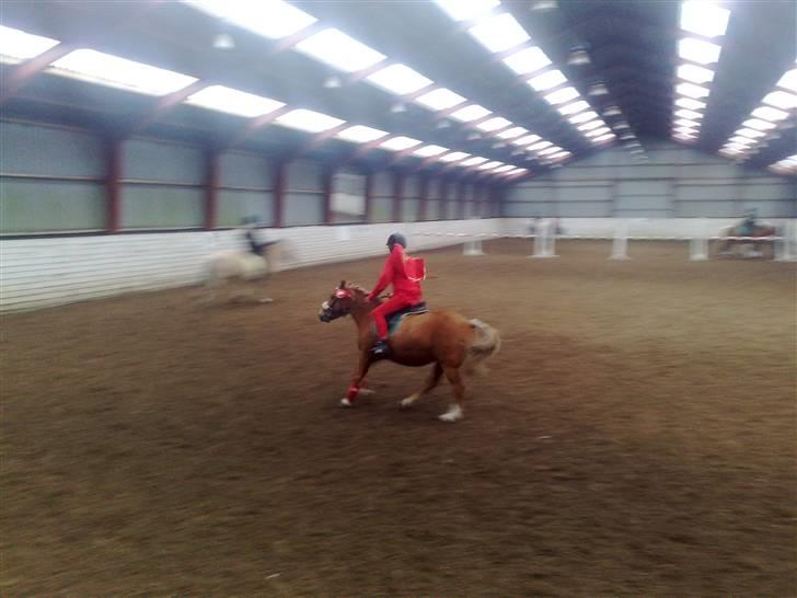 Anden særlig race Rosa* Linda h's * - Æresrundte i galop billede 15