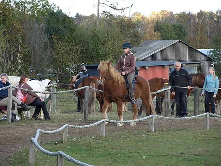 Islænder Skolli f. Ryethøj billede 12