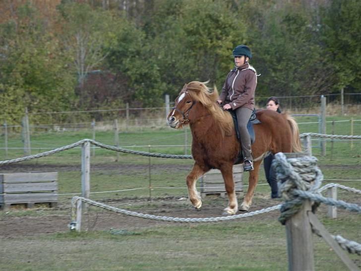 Islænder Skolli f. Ryethøj billede 13