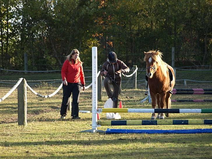 Islænder Skolli f. Ryethøj billede 14