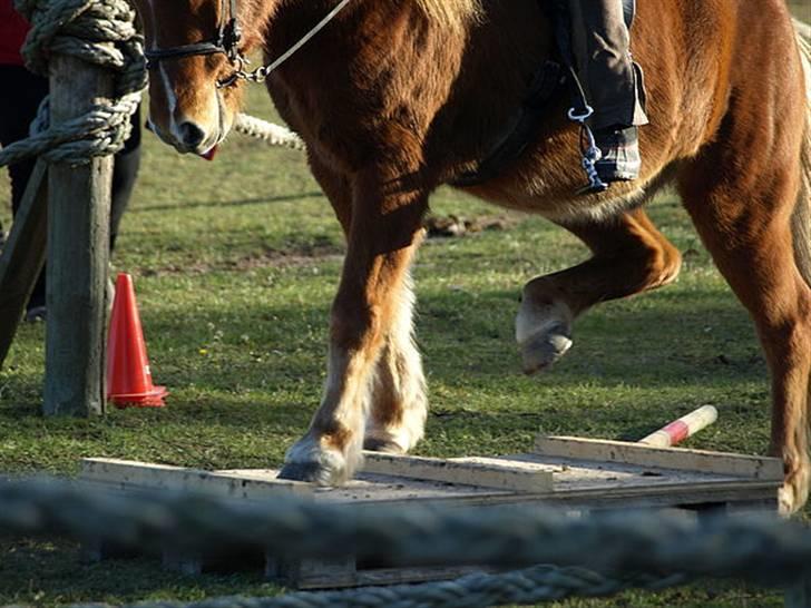 Islænder Skolli f. Ryethøj billede 15