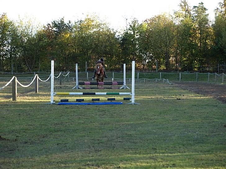 Islænder Skolli f. Ryethøj billede 16