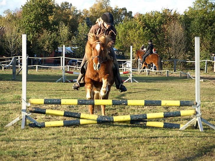 Islænder Skolli f. Ryethøj billede 17