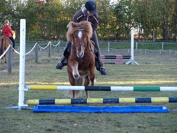 Islænder Skolli f. Ryethøj billede 18