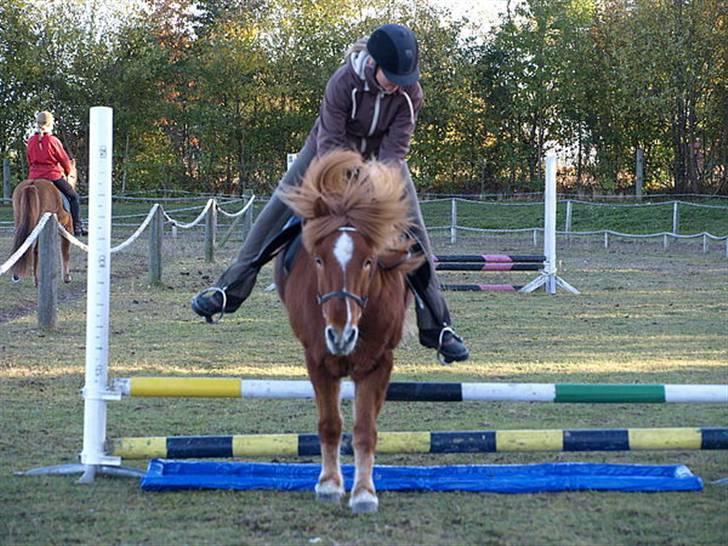 Islænder Skolli f. Ryethøj billede 19