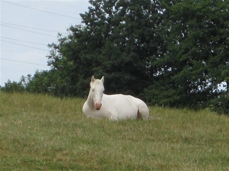 Palomino Storm R.I.P - Storm på sommergræs 2009 billede 2