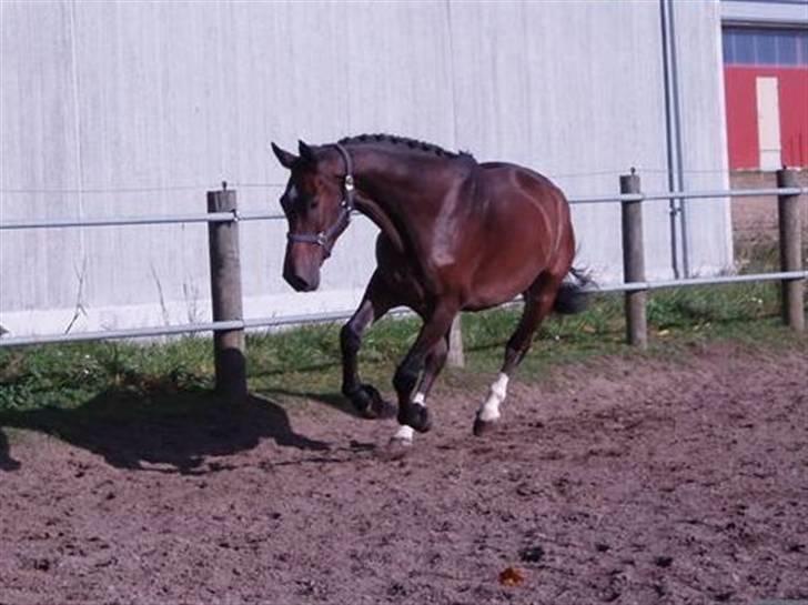 Anden særlig race Milton - Afffff BANEN!!!! billede 14