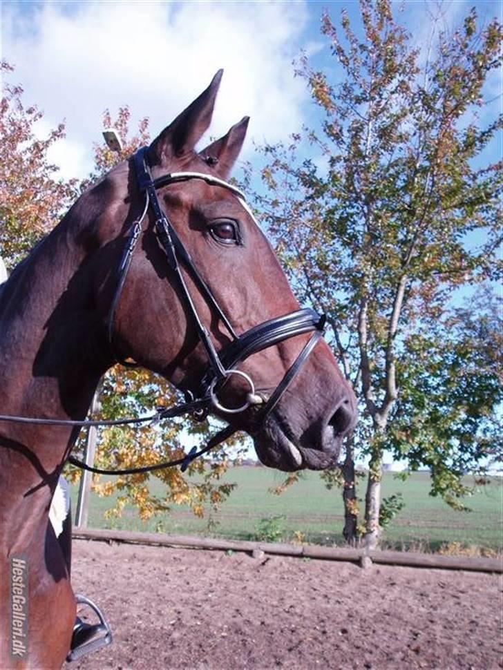 Anden særlig race Milton billede 17