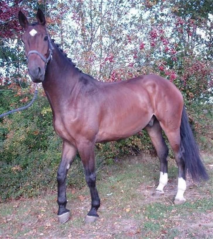 Anden særlig race Milton billede 19