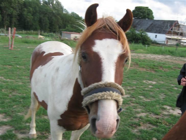 Anden særlig race Paruyrchiwayra[tdl. pony] - Se mine smukke ører! billede 2