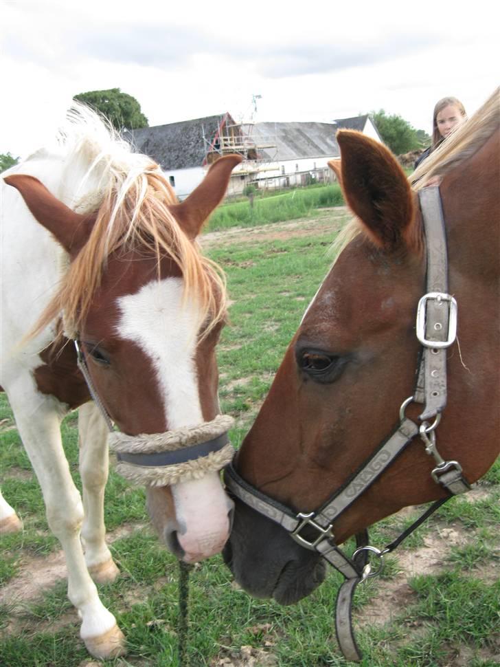 Anden særlig race Paruyrchiwayra[tdl. pony] - Batchi og hans gode ven, Silas. RIP Silas. billede 7
