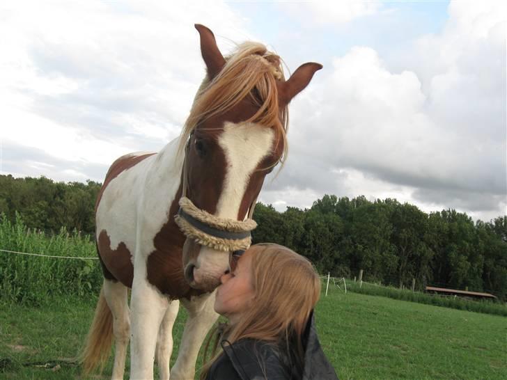 Anden særlig race Paruyrchiwayra[tdl. pony] - Det er sådan man hilser på hinanden. billede 10