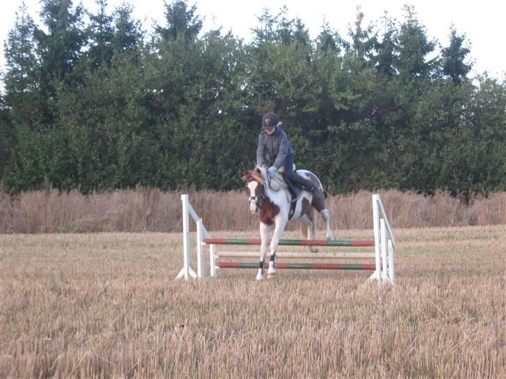 Anden særlig race Paruyrchiwayra[tdl. pony] - Batchi og Laura springer. billede 13