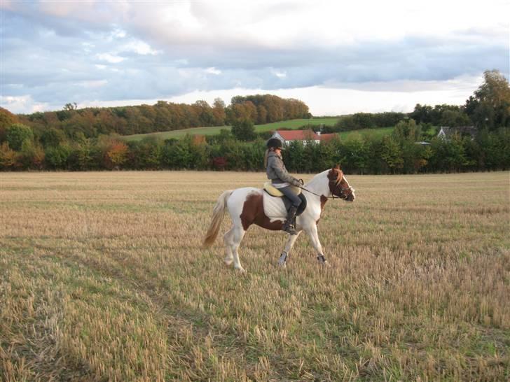 Anden særlig race Paruyrchiwayra[tdl. pony] billede 14