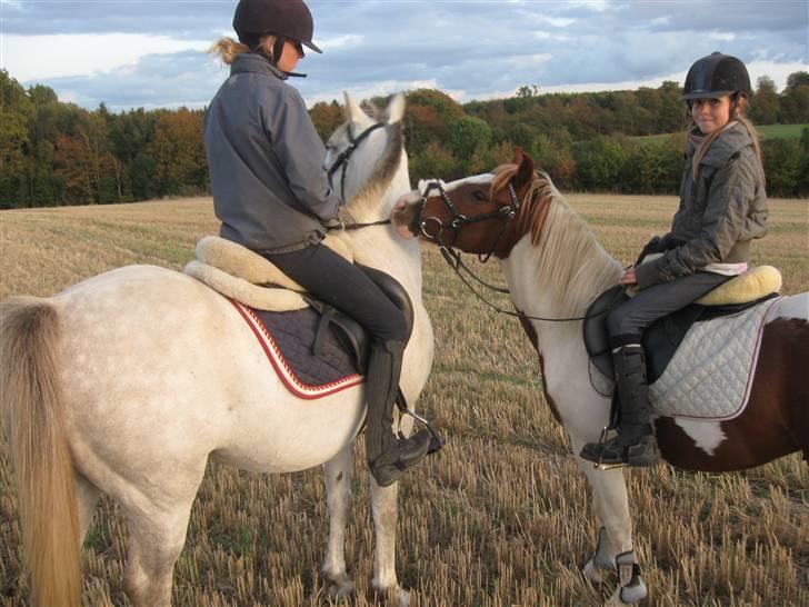 Anden særlig race Paruyrchiwayra[tdl. pony] - Det er altså den tøjle du skal bruge, Laura! billede 16