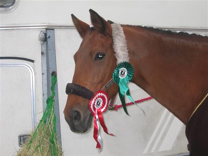 Dansk Varmblod Kiwi - Stævne den 24. oktober 2009 Løgstrup billede 15