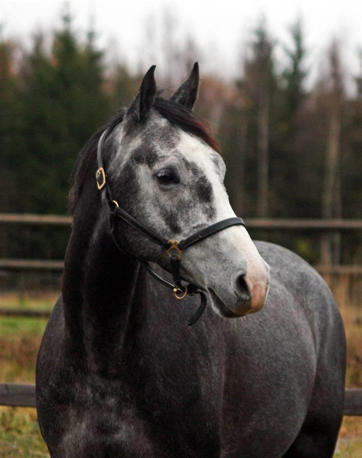 Dansk Varmblod Ågaards Corcentus (Tussi) - Tussis nuttede hoved :) billede 2