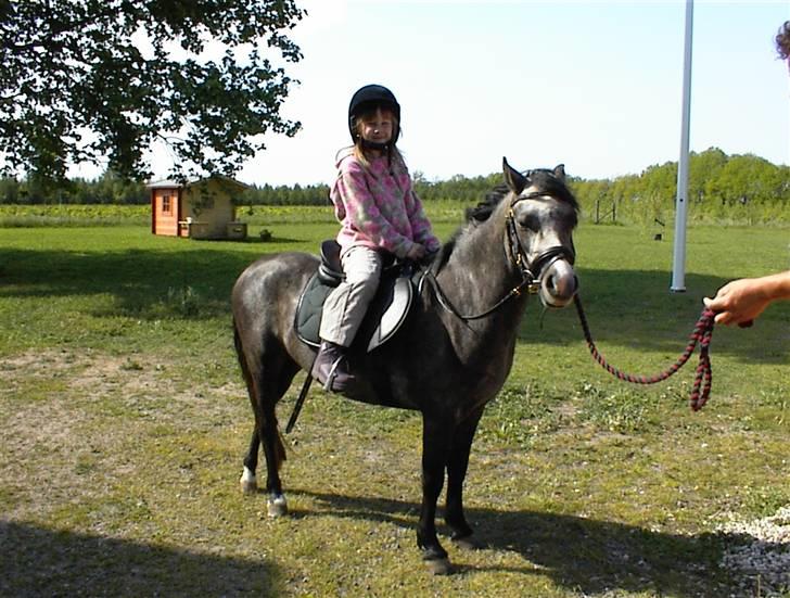 Welsh Mountain (sec A) Møllegyden´s herkules - 2005. Herkules 3 år. Hmm... sider det ikk lidt skævt? billede 2