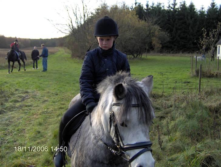 Welsh Mountain (sec A) Møllegyden´s herkules - 2007. På familie skovtur. billede 4