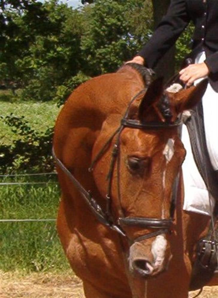 Hollandsk Varmblod Plato billede 2