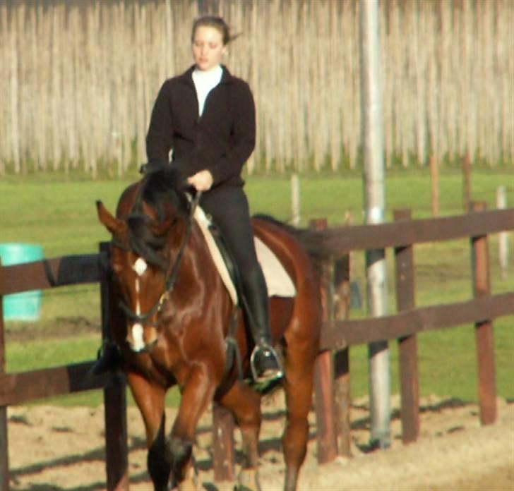 Hollandsk Varmblod Plato billede 4