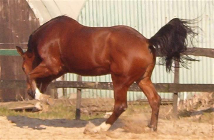 Hollandsk Varmblod Plato billede 5