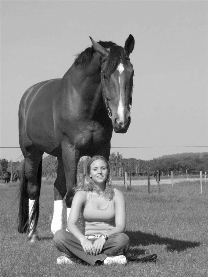 Hollandsk Varmblod Plato billede 7