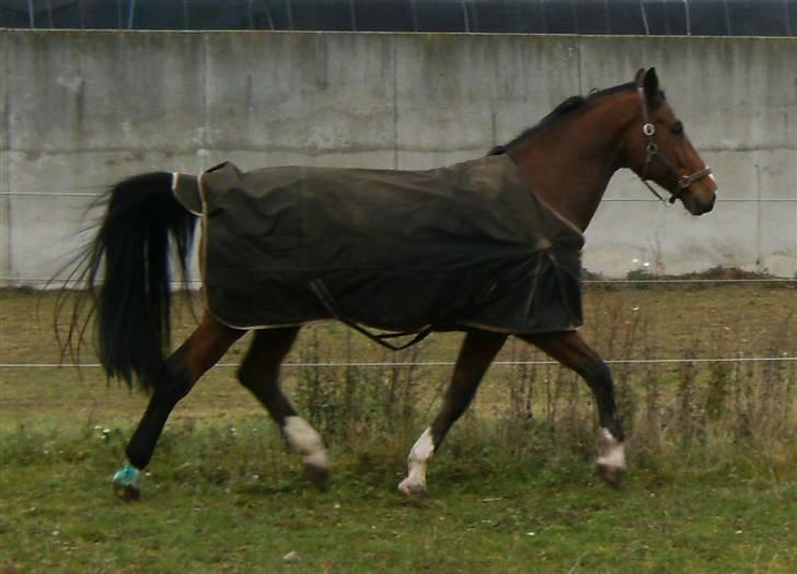 Hollandsk Varmblod Plato billede 8